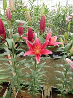 [5354 Kings Cross DJ No02.JPG]